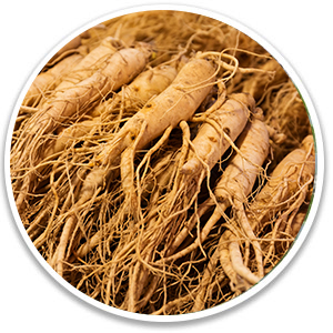 Panax Ginseng